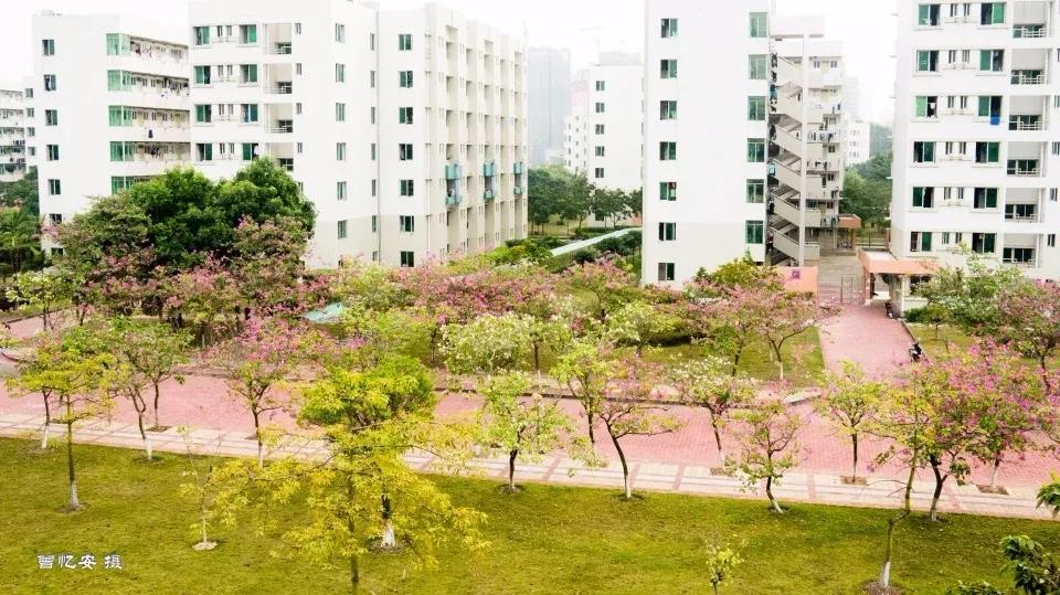 广东科学技术职业学院中专分数线,广东科学技术职业学院有本科嘛