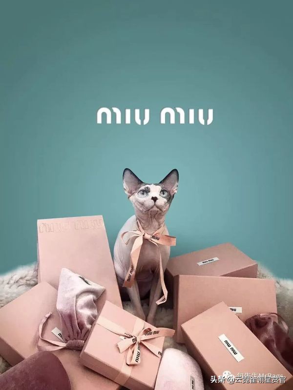 超好看的宠物包,好看又大的宠物包