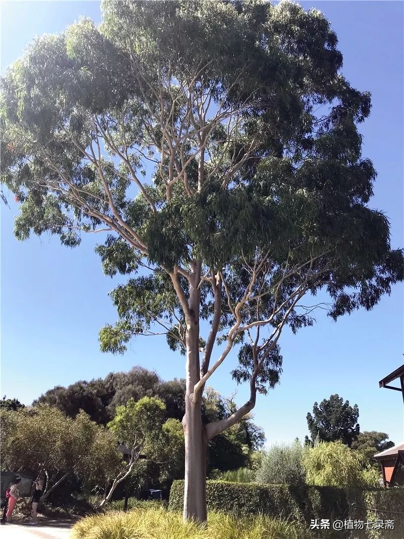 桉树害处新闻视频,桉树为什么危害健康