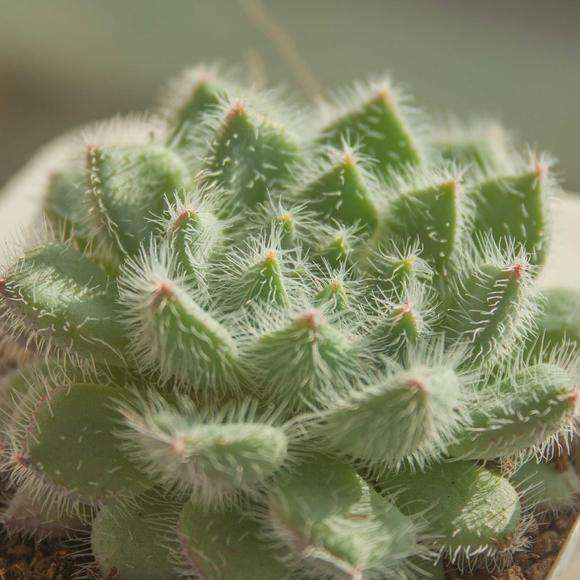 100种常见多肉植物图鉴收藏,1000种多肉植物图鉴及名字