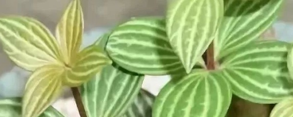 钻石翡翠吊兰养殖方法,钻石翡翠吊兰养殖方法和注意事项