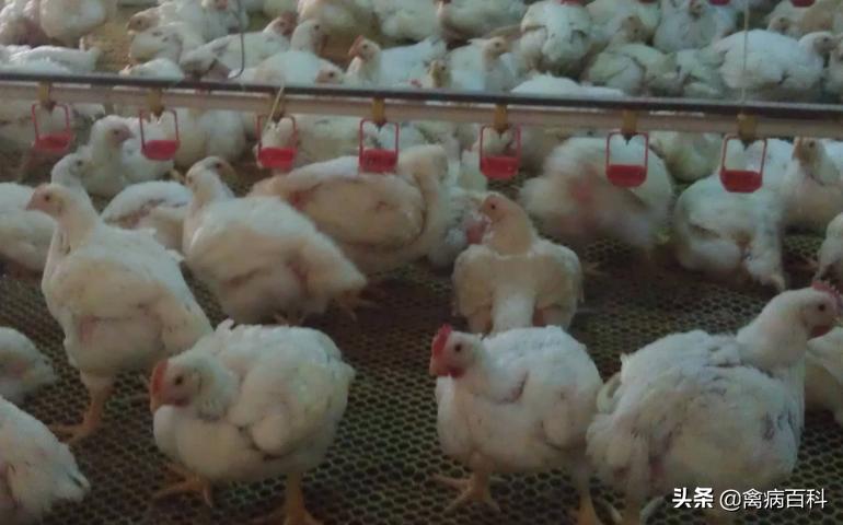 肉鸡养殖户注意了，防治肉鸡猝死症的方法你选对了吗