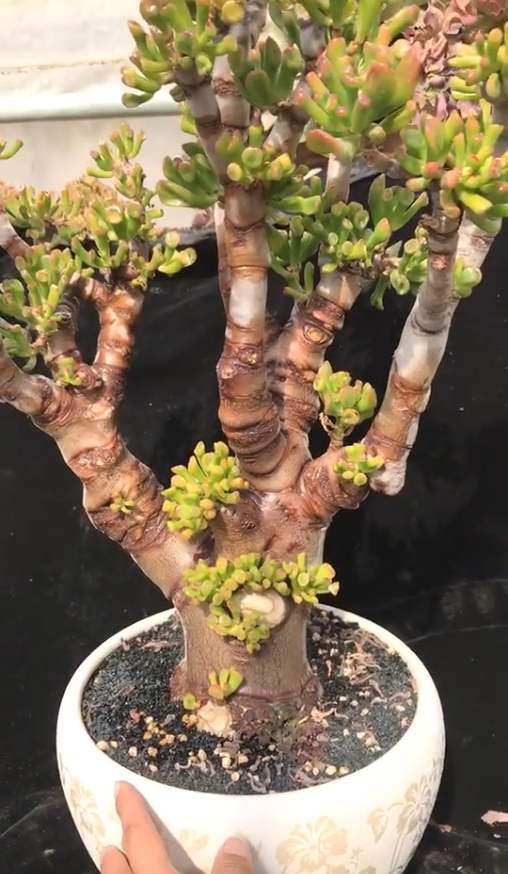 适合客厅放的招财好养活植物,家中适合养什么高档花招财