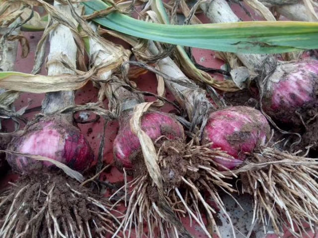 大蒜地蛆最佳防治时间,大蒜疫病图及防治方法