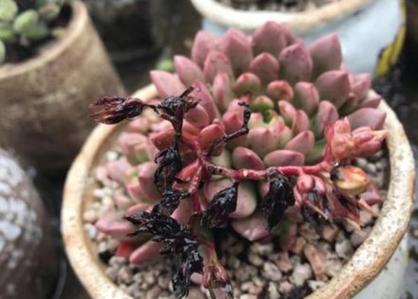 多肉花剑能扦插吗,多肉的花剑可以扦插吗