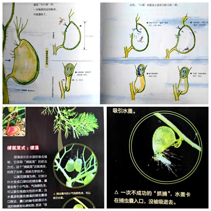 植物奇葩说：不仅会打架，会残杀厮杀，还会捕食昆虫呢