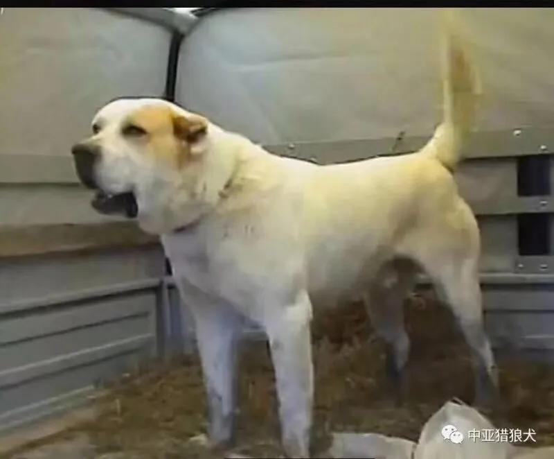 高加索犬猎狼犬图片,大高加索猎狼犬