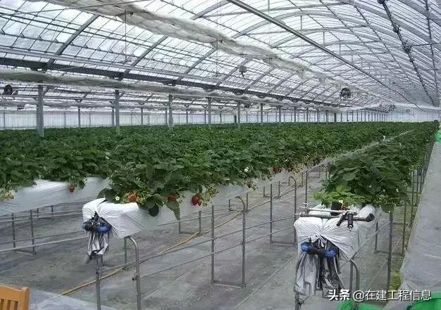 2023年农业种植项目,2022农业种植项目