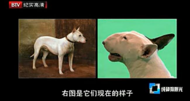 人类对狗的伤害,人类对狗的迷惑行为