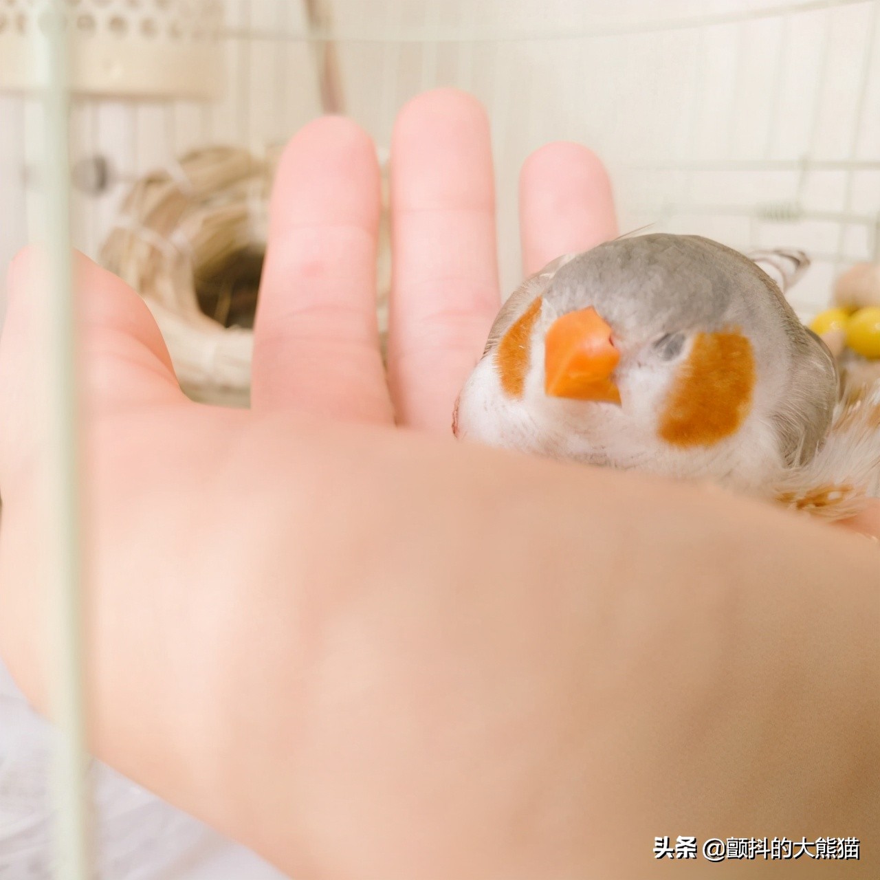 瓒呮不鎰堢殑灏忛笩,瓒呮不鎰堢殑灏忛笩瑙嗛