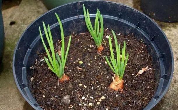 土养花如何杀虫杀菌,养花的土壤怎么样才能杀菌杀虫