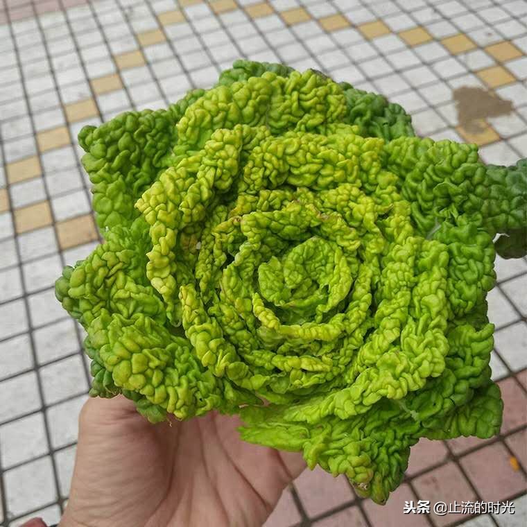 这些多肉有香味你都闻到过吗,这八种多肉每一个都是国宝级的