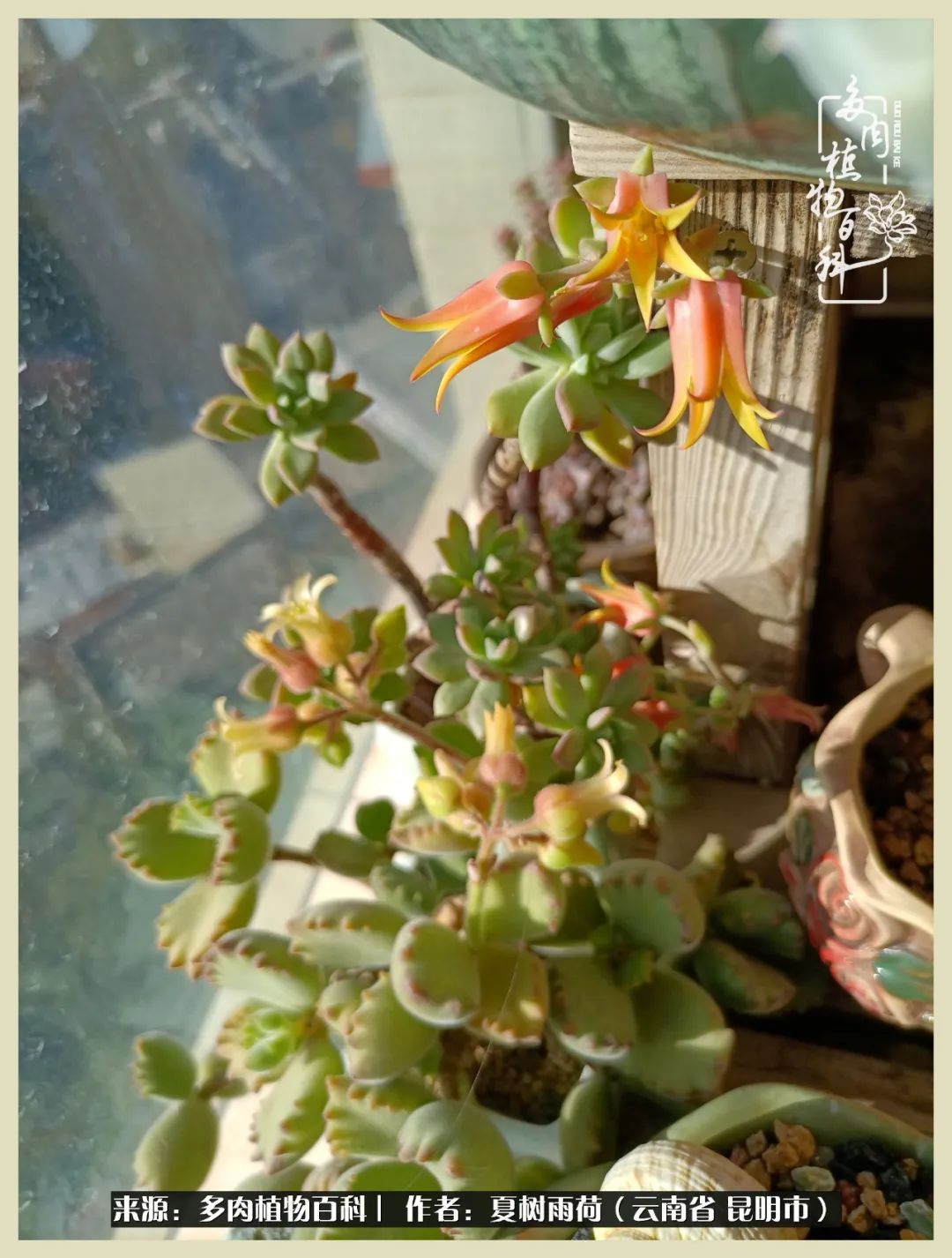 自从养了多肉有了窗台想要个阳台,养多肉10年多