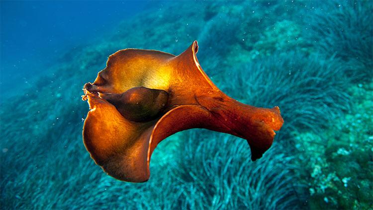 加拿大出现怪异的东西,加拿大无头怪