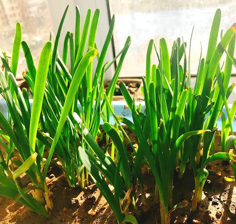 可以调味增香的蔬菜,让你越吃越香的蔬菜