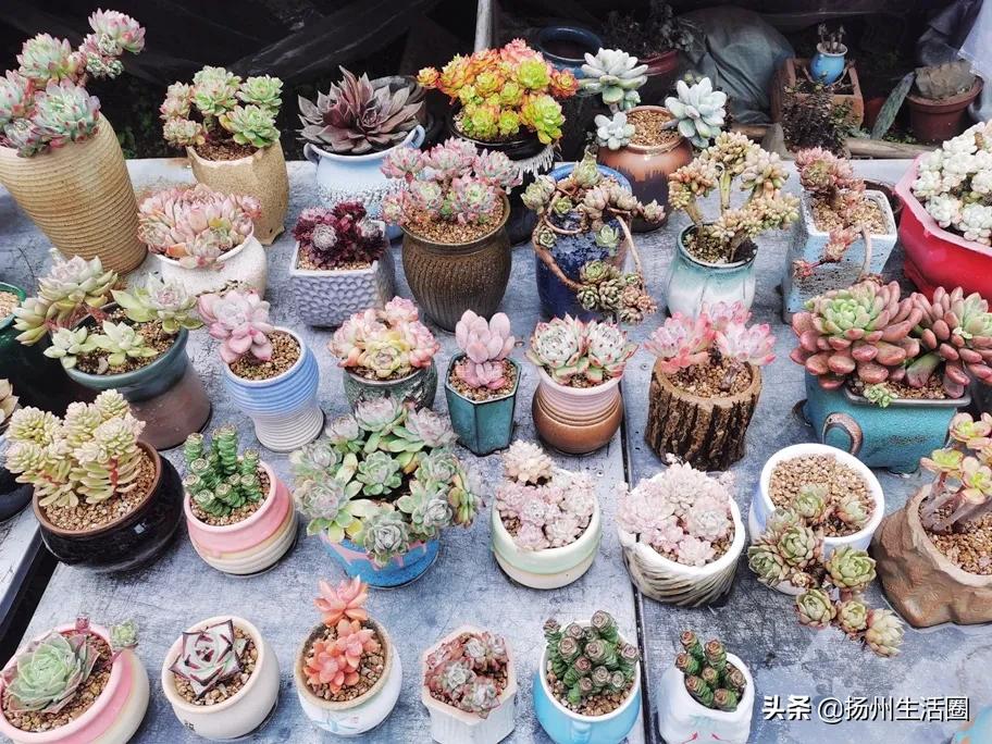 2元花盆批发清仓,2元花卉批发市场