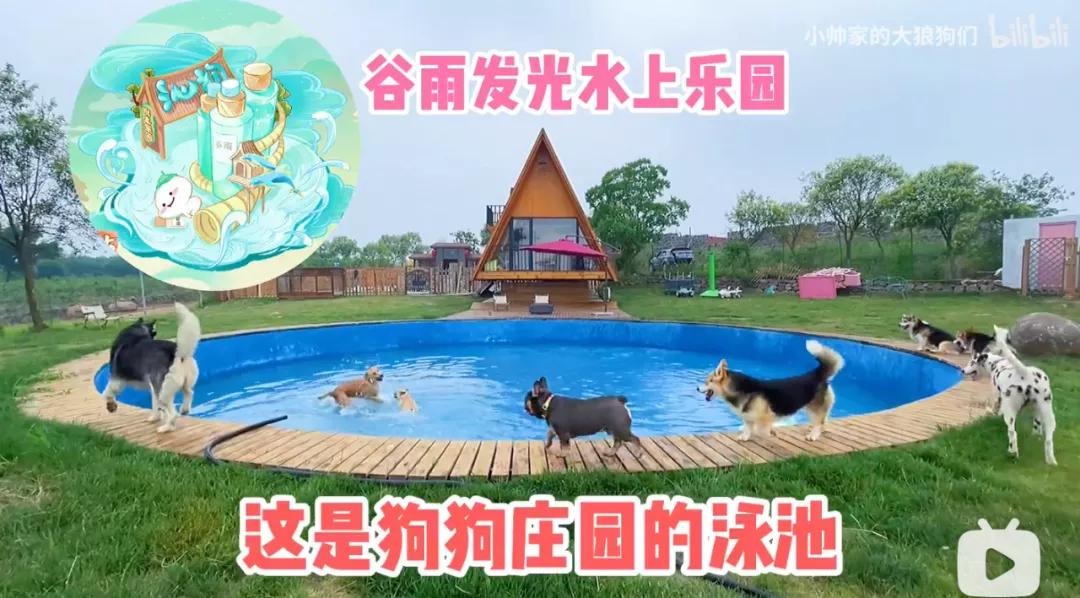 花三年建宠物乐园,花20万给狗打造乐园