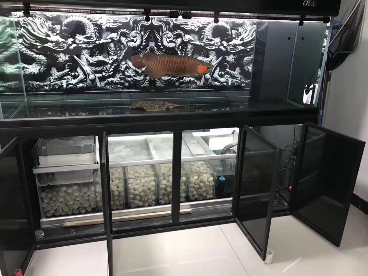 鱼缸养锦鲤鱼技术大全,缸养小锦鲤鱼的基本方法