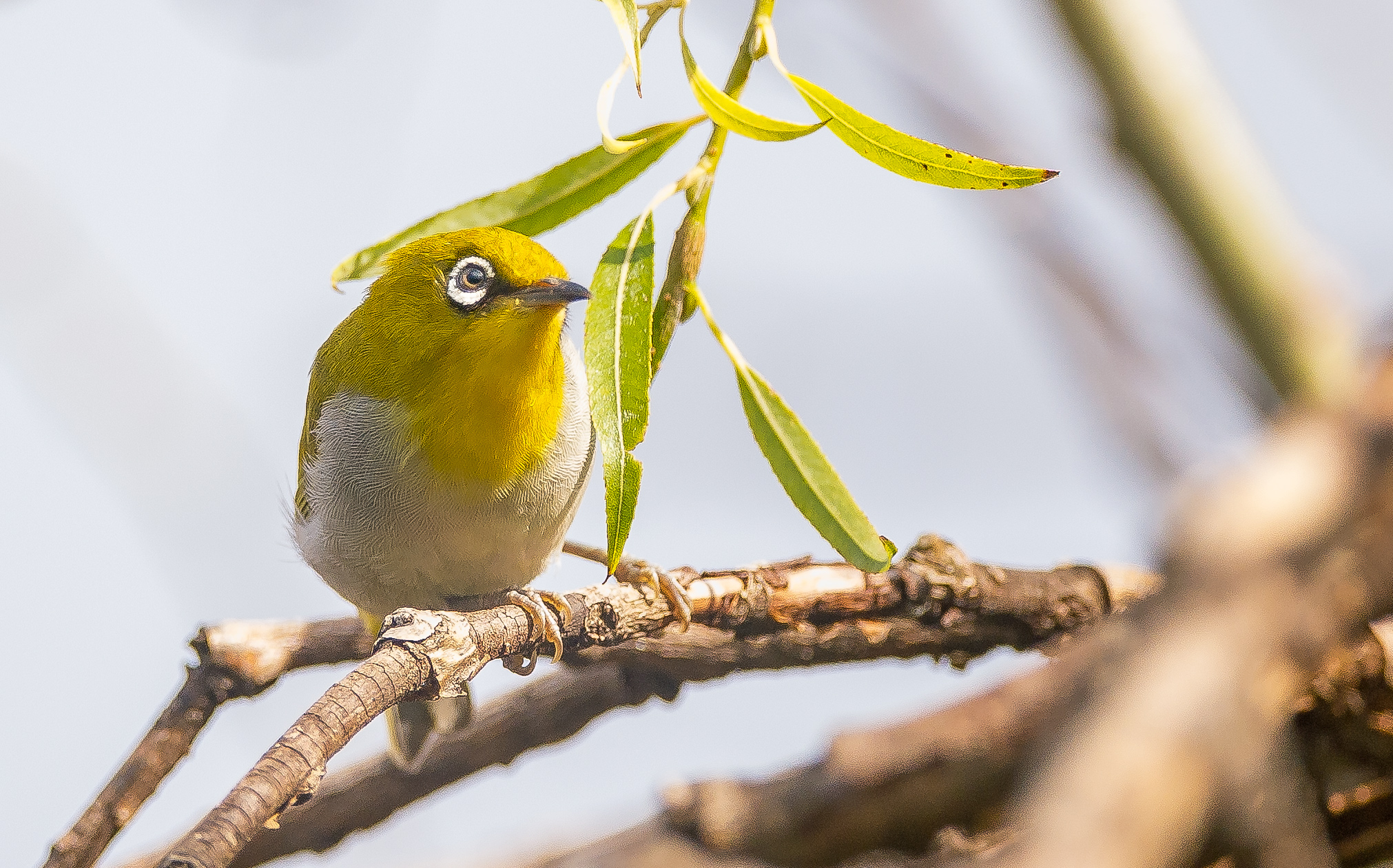 秋季川西摄影自驾游,川西七日自驾游攻略自由行
