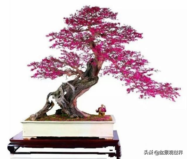 花卉盆景什么时候剪枝,盆景春季的管理