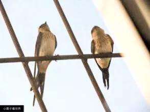 鸟屎落头有什么说法吗,雀屎掉在头上预示什么