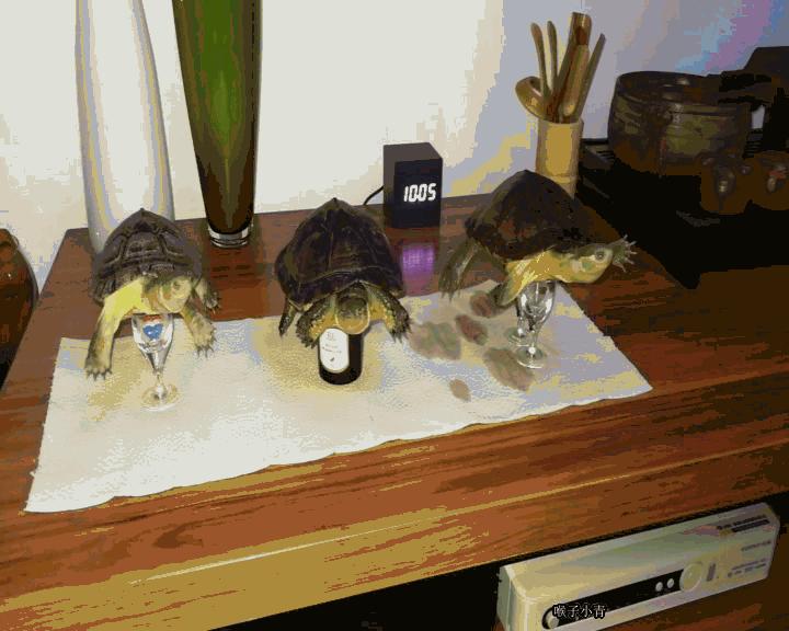 水龟养殖技术视频,水龟饲养入门知识大全