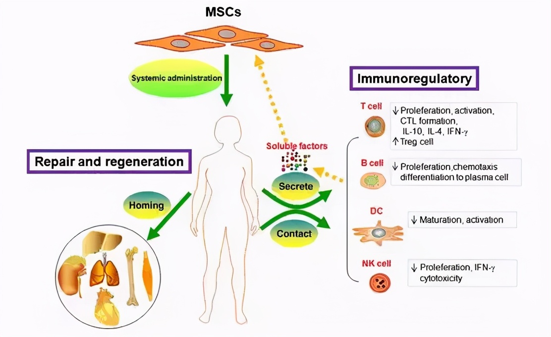 系统性红斑狼疮新药研发首批上市,系统性红斑狼疮治疗新药新进展