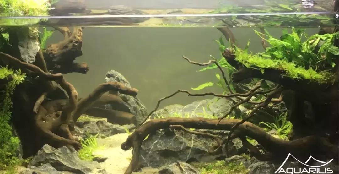 草缸造景教程：这个缸居然能装下一头“犀牛”？