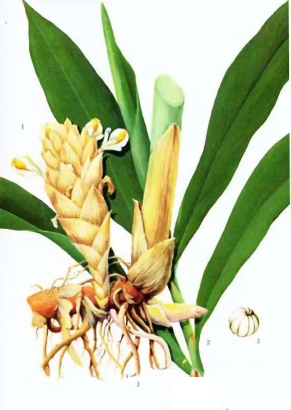 神农识药,神农识药锁阳