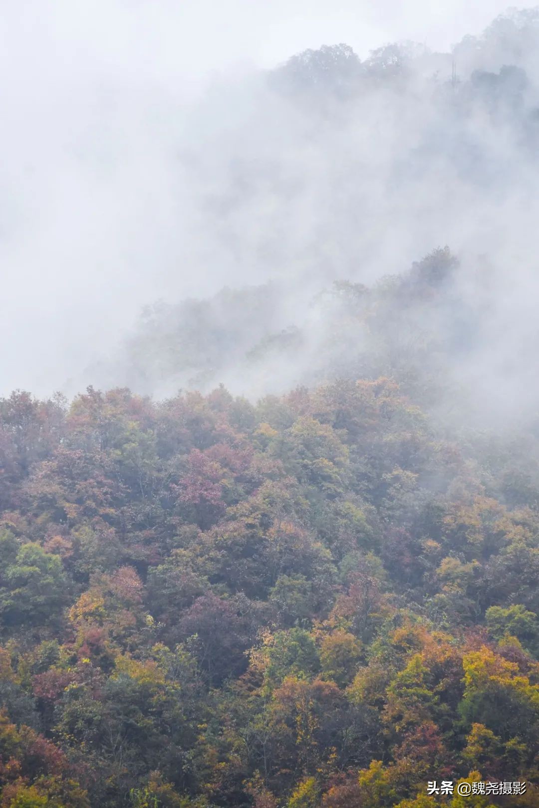 留坝秦岭之夜,留坝秦岭森林公园