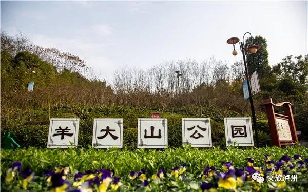 泸州的腊梅花在什么地方,泸州腊梅花观赏