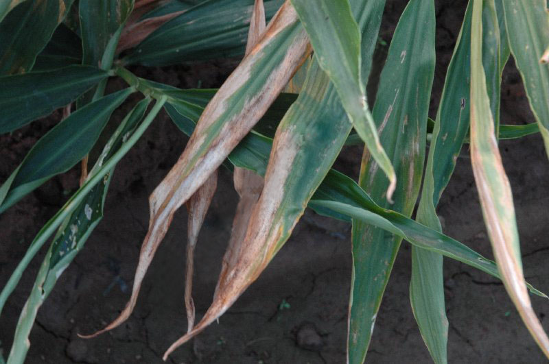种植生姜前姜种怎样消毒,生姜露天种植方法生姜苗期管理