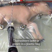 人造子宫给人类造成什么,人造子宫能造成人口危机吗