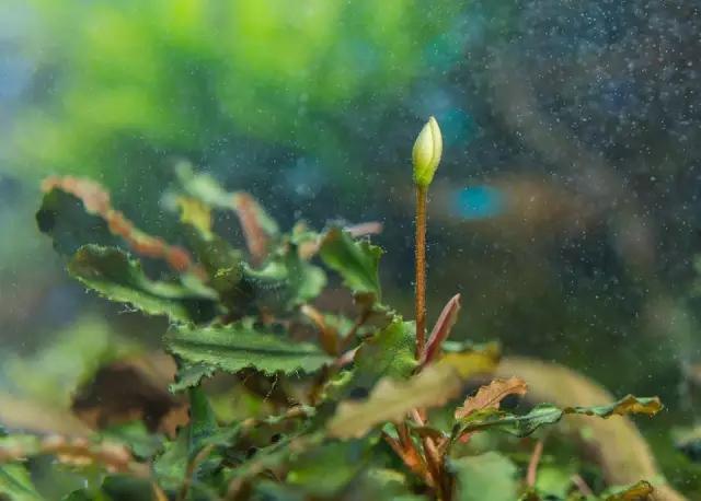 本色水景水草造景培训,本色水景水草培训