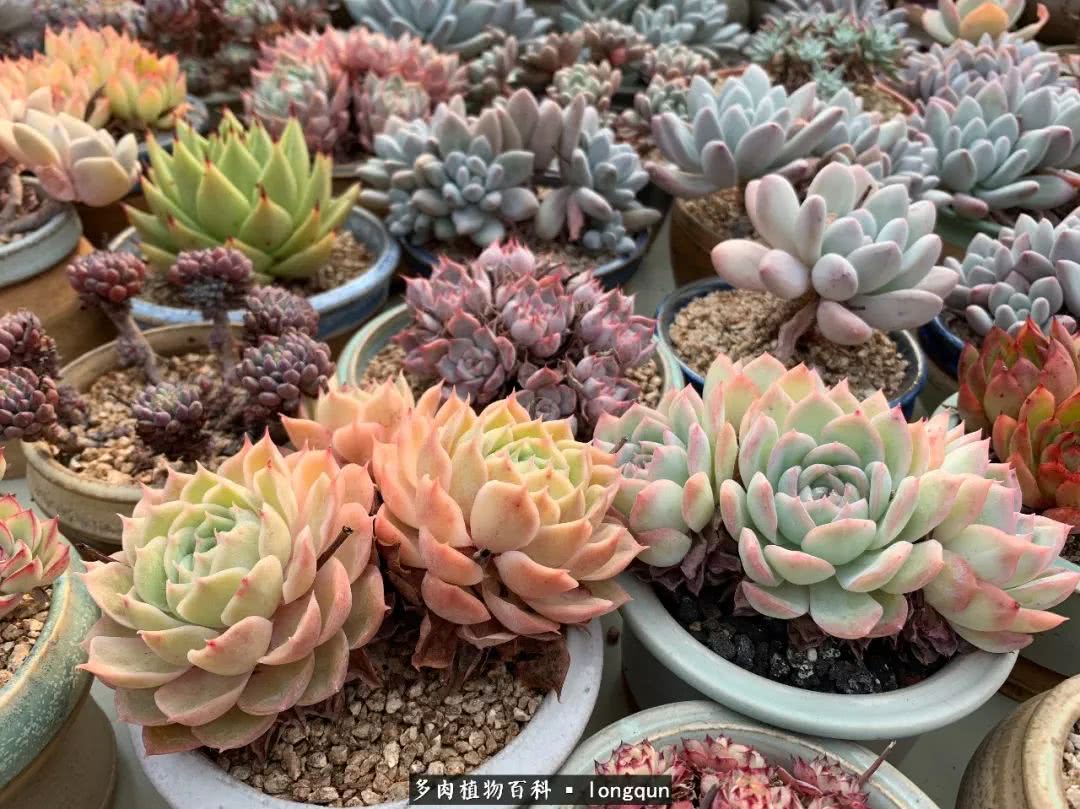 肉叔带你走遍韩国多肉大棚,记一次精彩的采摘之旅