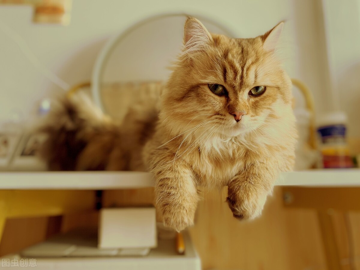 养猫经验猫咪肚里有毛球怎么办,养猫经验猫咪有伤口怎么处理