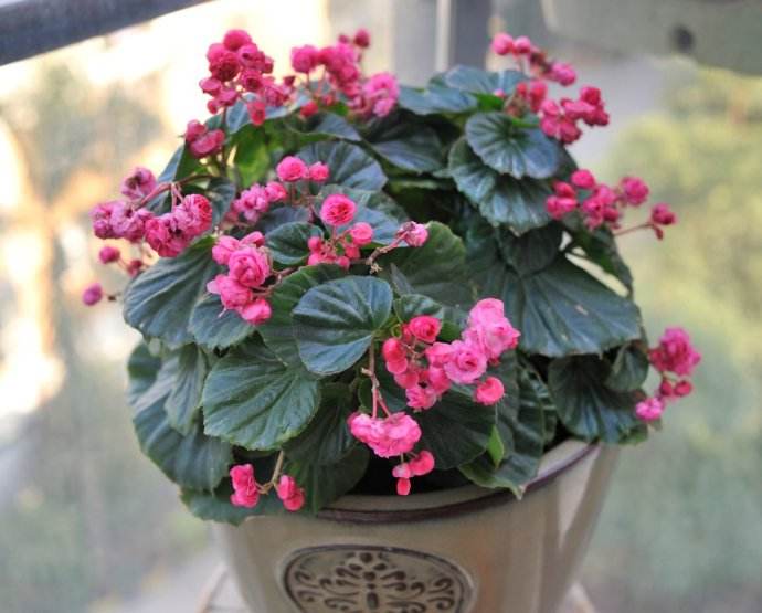 不小心打翻一盆花怎么补救,花盆土里常见有哪些虫