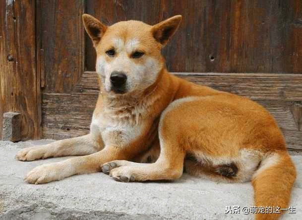 中华田园犬被列为城区禁养犬,中华田园犬是否被禁养