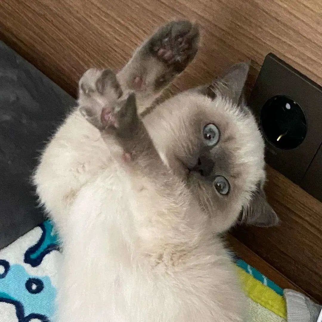 煤老板爆红完整版,煤老板ins