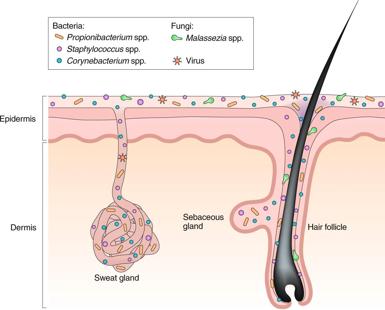 皮肤菌群,皮肤菌群管理视频