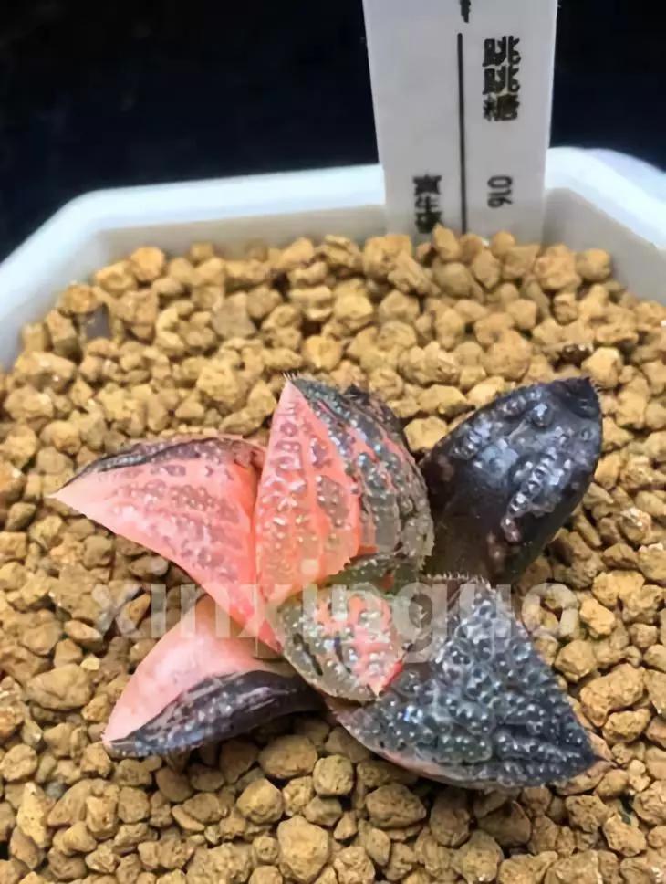 郭氏---台湾行之李瑞斌大棚及布楚礼多肉植物园游记