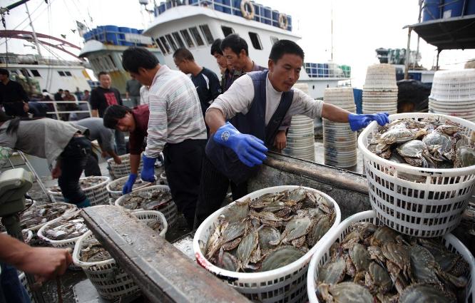 青岛老渔民教你如何挑肥螃蟹,买螃蟹的方法和技巧