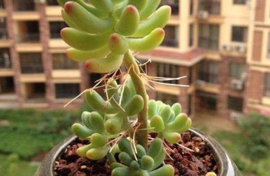 多肉长气生根到底是怎么一回事,多肉长气根怎么处理