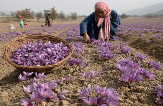 藏红花为什么称为花中黄金,最昂贵的西红花