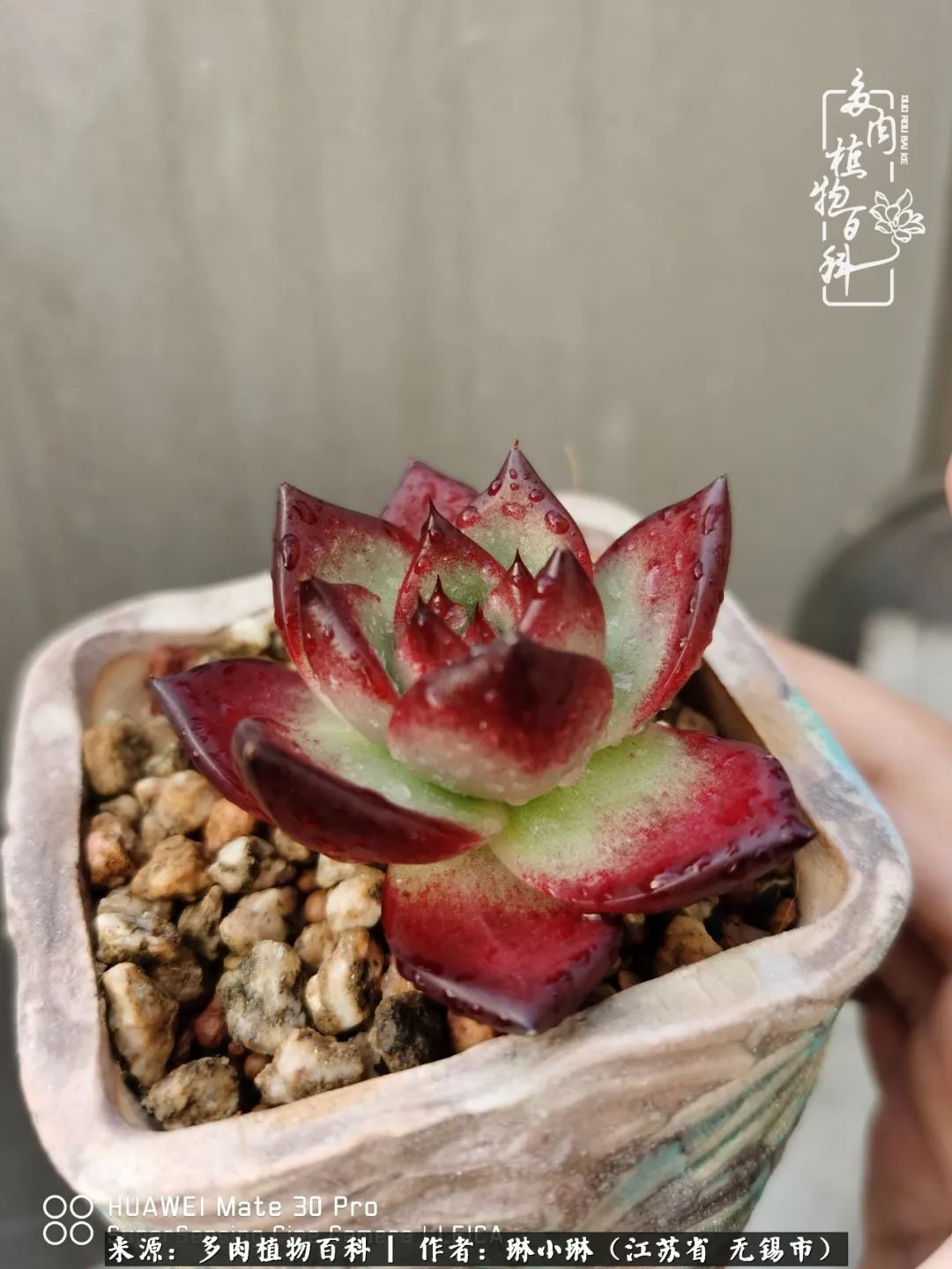 多肉变美是需要时间的,千万别辜负了多肉变美的黄金季节