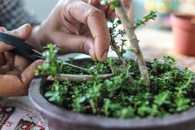 如何制作一个盆景,独一无二盆景
