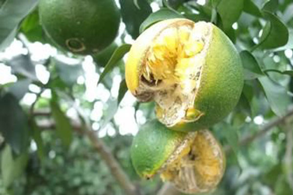 脐橙内裂果多是什么原因呢,脐橙裂果原因及预防措施图片