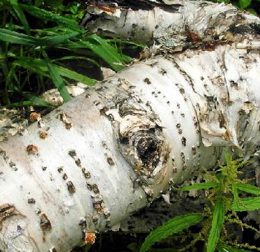 老中医可以给孩子起名吗,用中药名字给孩子取名可以吗