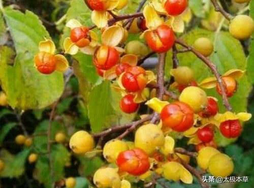 南蛇藤用处,南蛇藤药效及功用