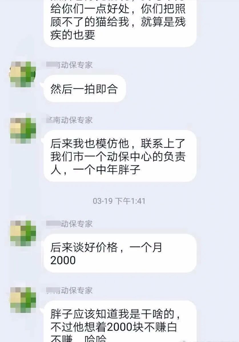 什么叫虐猫产业链,狩猎者猎杀雄狮